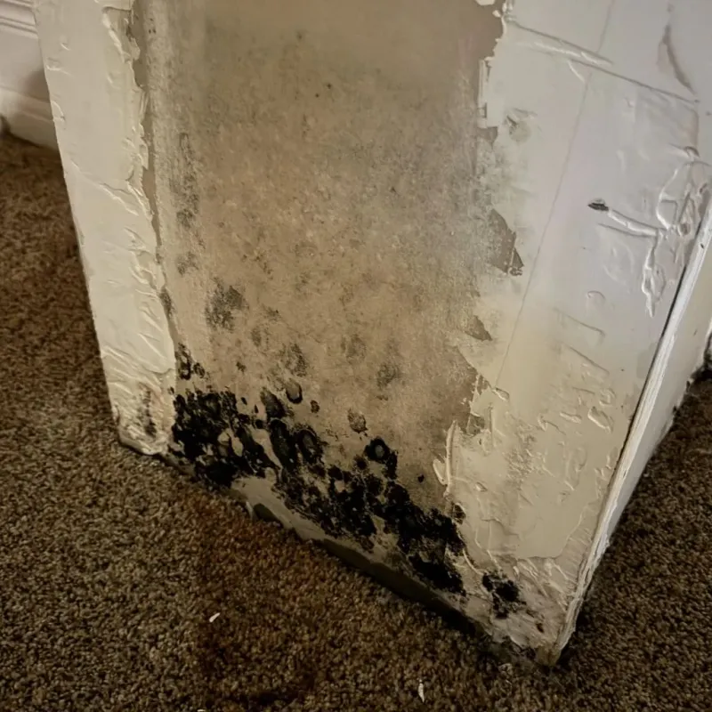 Professional Mold Removal in Elm Springs, AR